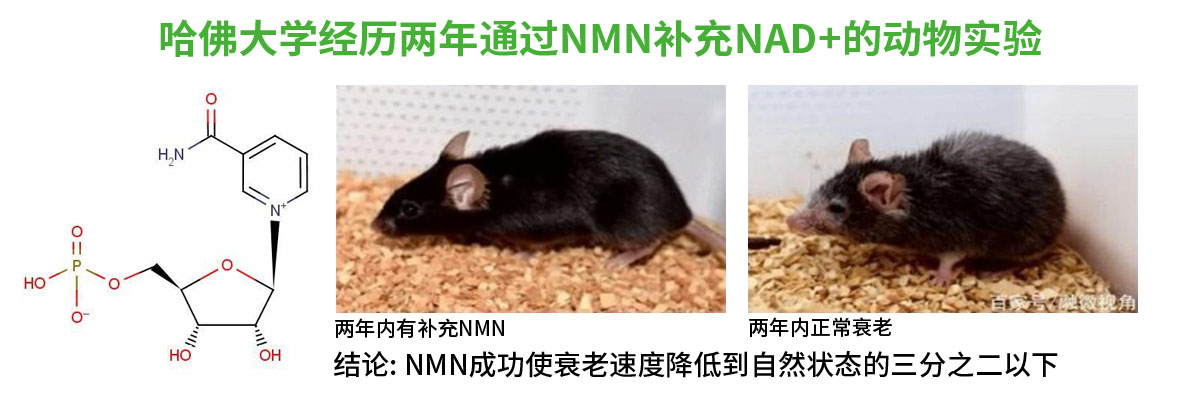 NMN-3.jpg