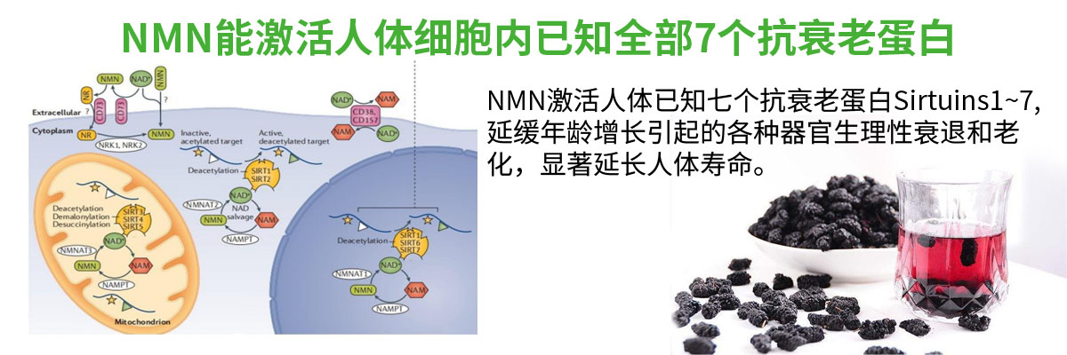 NMN-11.jpg